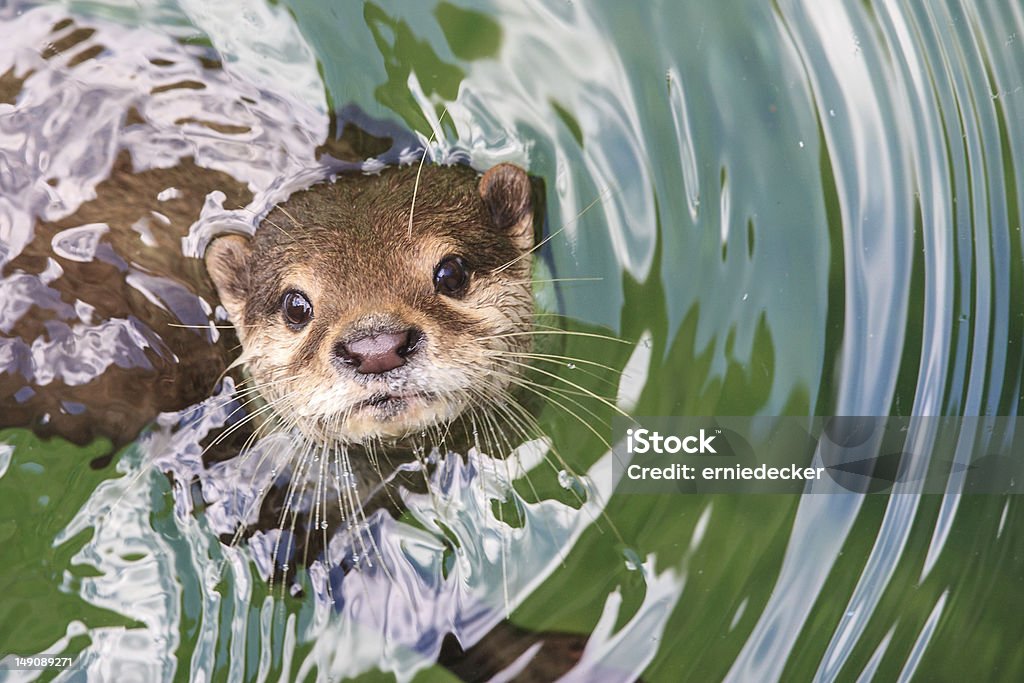 An otter is looking straight up at the camera from the water